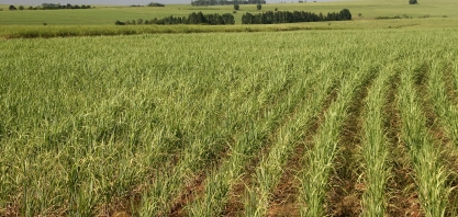 Cresce a procura por profissionais de ESG no agronegócio, revela Michael Page 