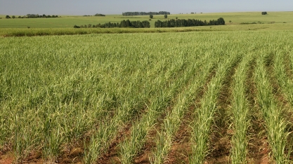 Cresce a procura por profissionais de ESG no agronegócio, revela Michael Page 