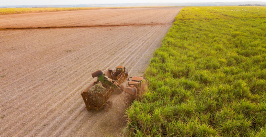 Colheita de cana-de-açúcar em unidade da BP Bunge Bioenergia. (Foto: Divulgação)