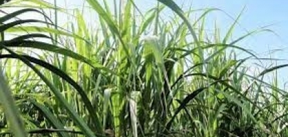 Produtores de cana estão preocupados com queda no preço do produto