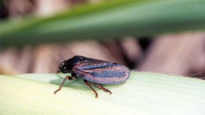 A Cigarrinha figura como a segunda principal praga dos canaviais, só perde para a broca