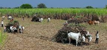 Produção de açúcar da Índia pode cair com direcionamento de mais cana para o etanol