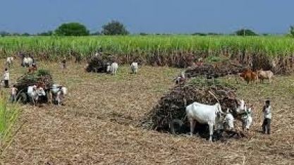 Produção de açúcar da Índia pode cair com direcionamento de mais cana para o etanol