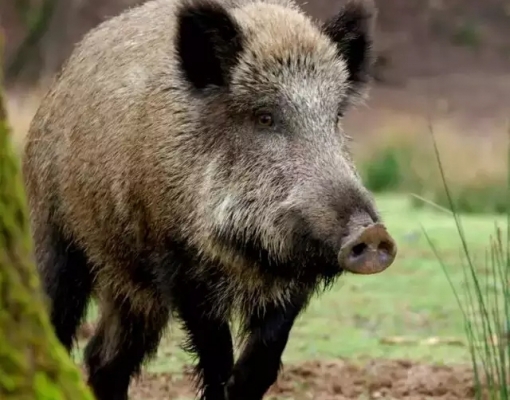 Javali em propriedade rural de Mato Grosso do Sul. (Foto: Luiz Quinta)