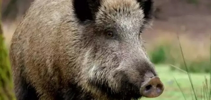 Javali é único animal que pode ser caçado por quem conseguiu certificado de CAC