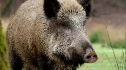 Javali é único animal que pode ser caçado por quem conseguiu certificado de CAC