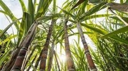 Asplana: ATR do mês de Julho 