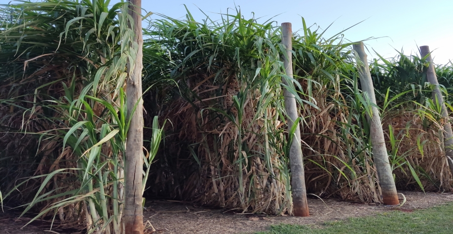 “Cana gigante” alcança seis metros de altura, possui uma população de 85 mil colmos por hectare e atinge produtividades acima de 300 TCH em cana-planta. Foto: Leonardo Ruiz