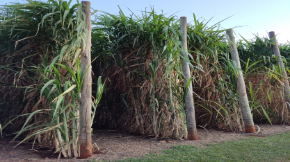 Irrigação por gotejamento é um dos segredos da “cana gigante” do Centro de Cana do IAC