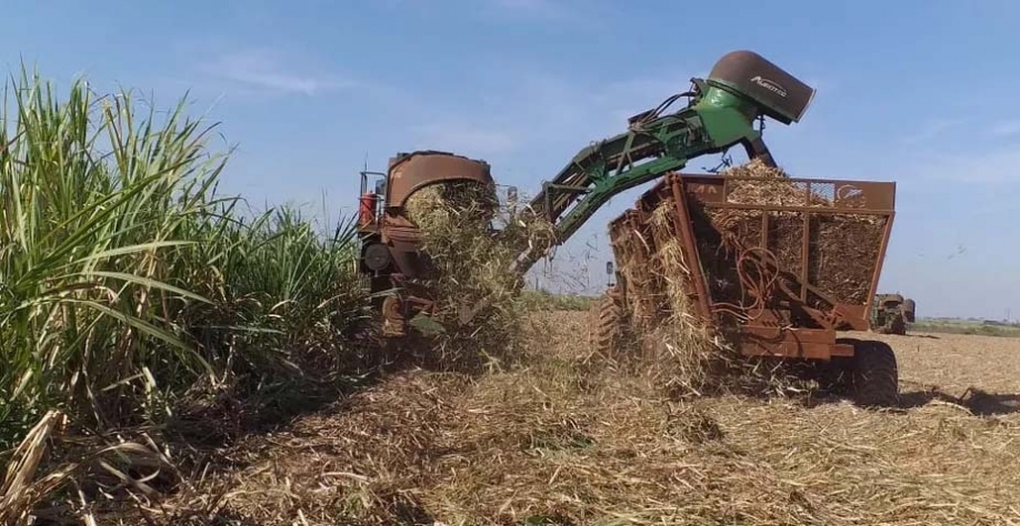 Colheita da cana-de-açúcar — Foto: Fazenda Cerejo