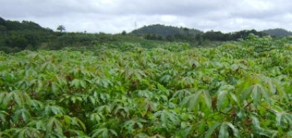 Agricultura de Precisão: Uso de drone otimiza custos na produção de mandioca