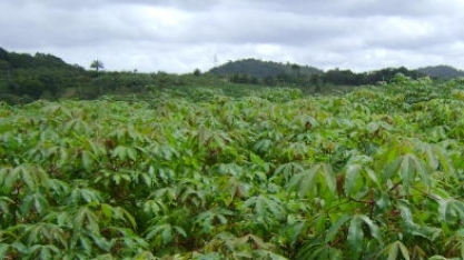 Agricultura de Precisão: Uso de drone otimiza custos na produção de mandioca