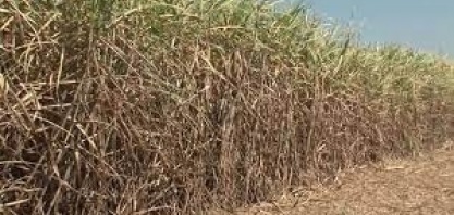 Alagoas: saiba qual é a expectativa da economia para a nova safra de cana-de-açúcar