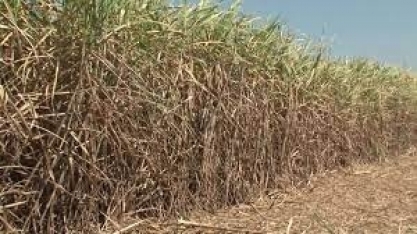 Alagoas: saiba qual é a expectativa da economia para a nova safra de cana-de-açúcar
