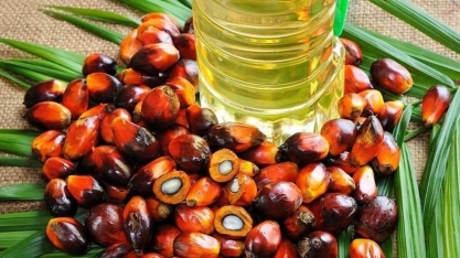 Agropalma retomará produção de biodiesel no Pará em 2023