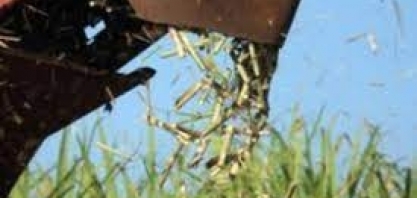 Produtividade dos canaviais é superior em julho