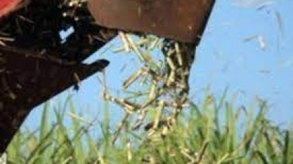 Produtividade dos canaviais é superior em julho