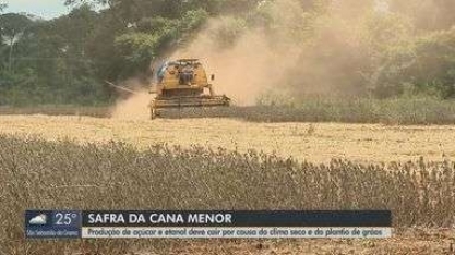 Produção de açúcar e etanol deve cair por causa do clima do plantio de grãos, diz Conab