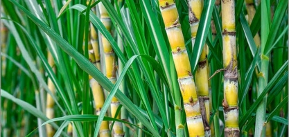 Consecana-AL/SE: ATR tem recuperação de 1,6% em julho