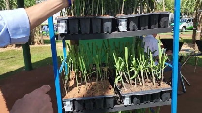 O plantio de MPB reduz o consumo de material de propagação de 12 a 14 toneladas de cana por hectare