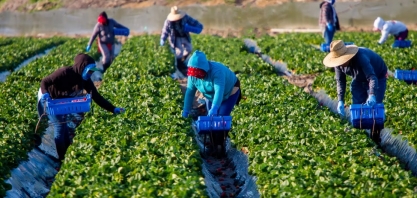Agro paulista criou 16.038 empregos com carteira assinada em junho