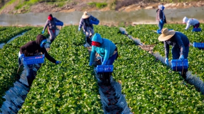 Agro paulista criou 16.038 empregos com carteira assinada em junho