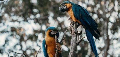 Uisa investe na proteção e preservação da fauna