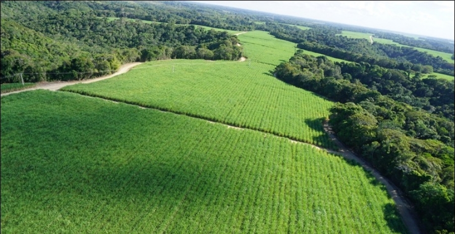 Ganhos de produtividade com a irrigação por gotejamento na São José Agroindustrial chegam a 121% na comparação com as áreas de sequeiro. Foto: Divulgação Usina São José
