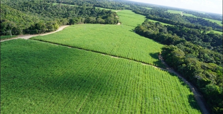 São José Agroindustrial irá aplicar produtos biológicos por meio de seu sistema de irrigação por gotejamento