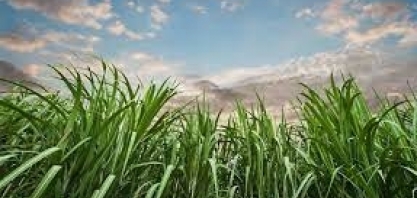 Renovabio/CBios: Parlamentares da FPA apresentam projeto de decreto legislativo que suspende mudanças