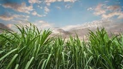 Renovabio/CBios: Parlamentares da FPA apresentam projeto de decreto legislativo que suspende mudanças