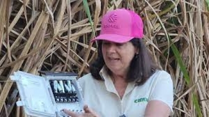 Trisal formado por melhoramento genético, nutrição e irrigação turbinam a produtividade do canavial