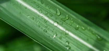 Está aberto o 3º lote de inscrições para o 5º IRRIGACANA!