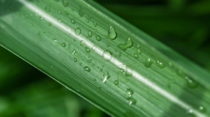 Está aberto o 3º lote de inscrições para o 5º IRRIGACANA!