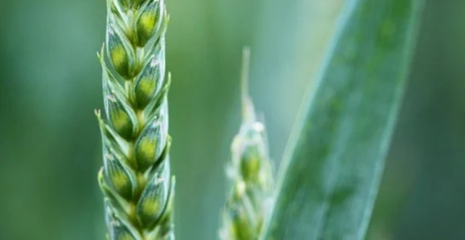 O Brasil caminha para colher neste ano uma safra recorde acima de 9 milhões de toneladas, com um clima favorável até aqui e aumento de área plantada (Imagem: Pixabay)