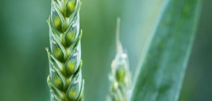 Previsões climáticas alertam para geadas no Brasil e indicam riscos ao trigo no Sul