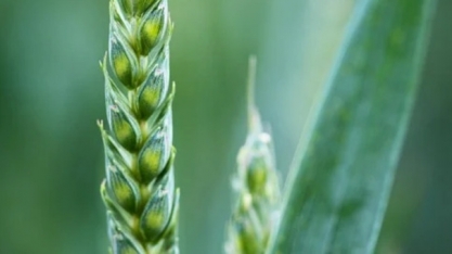 Previsões climáticas alertam para geadas no Brasil e indicam riscos ao trigo no Sul