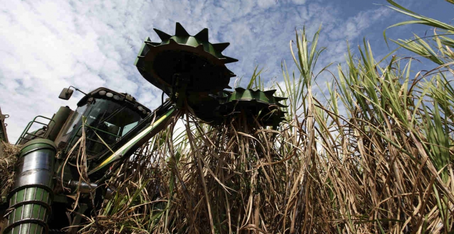 A Raízen está credenciada para plantio, colheita e produção do açúcar bruto a partir de cana de açúcar Non-GMO em 15 parques de bioenergia (Imagem: REUTERS/Nacho Doce)