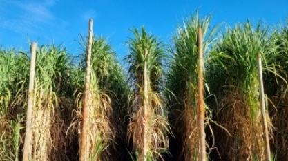 Pesquisa identifica genes potencialmente responsáveis por resistência da cana a pragas, frio ou seca