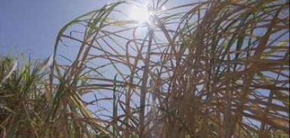 Tecnologia ajuda usinas de cana e álcool a identificar focos de calor nas lavouras