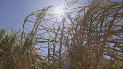 Tecnologia ajuda usinas de cana e álcool a identificar focos de calor nas lavouras