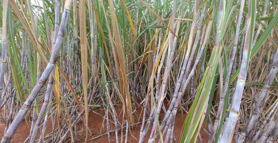 Uso de Fusão gera aumento da produtividade dos canaviais mesmo em variedades resistentes à ferrugem-alaranjada