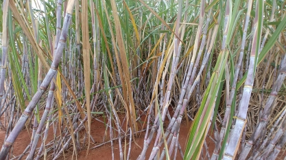 Fungicida eficiente controla doenças da cana e aumenta a produtividade