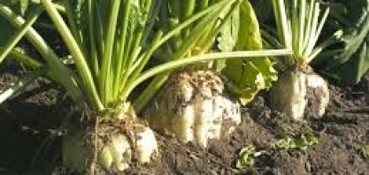 Tereos vê bom rendimento de beterraba sacarina na França apesar da seca