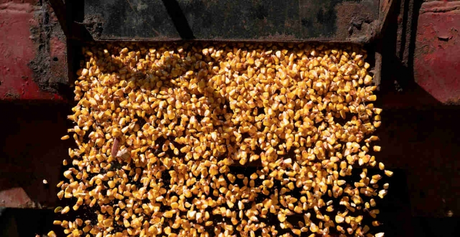 A produção brasileira de etanol de milho é estimada em 4,5 bilhões de litros na safra 2022/2023, um aumento de 31% em relação à temporada anterior (Imagem: REUTERS/Dane Rhys/File Photo)