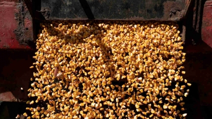 Brasil envia DDGS para Vietnã, exportação cresce com avanço do etanol de milho