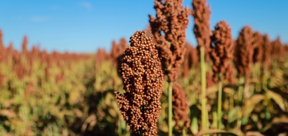 Advanta coloca no mercado sementes tolerantes que combatem plantas daninhas e garantem a produtividade do sorgo 