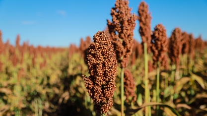 Advanta coloca no mercado sementes tolerantes que combatem plantas daninhas e garantem a produtividade do sorgo 