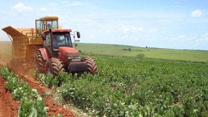 Plantio direto de cana sobre adubação verde ou palhada de culturas rotacionais é mais eficiente com plantadora automatizada