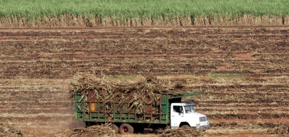 Conab reduz previsão de produção de açúcar e moagem de cana do Brasil